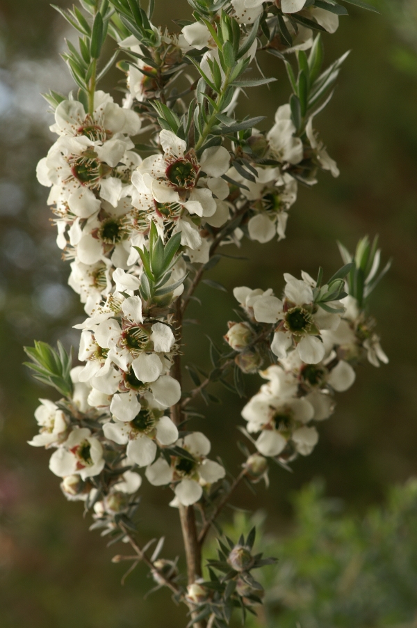 Leptospermum lanegerum